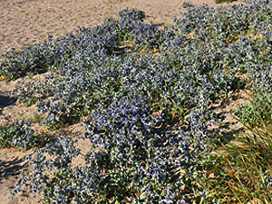 Vivers Càrex - Eryngium maritimum 